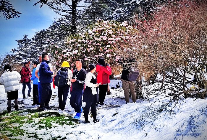 峨眉山杜鹃花节吸引游人雪地赏花