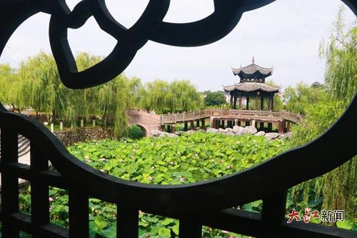 南溪桥下荷花盛开